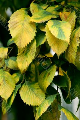 yellow-green leaves
