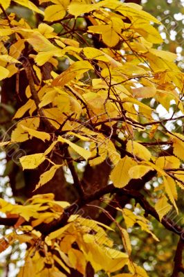 yellow leaves