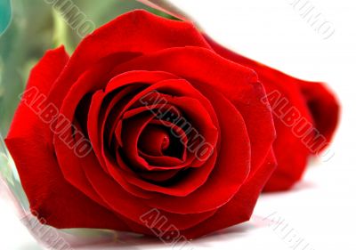 red roses red roses