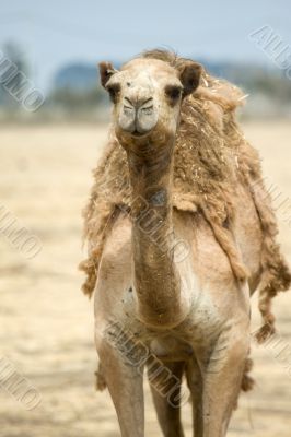 arabian camel in Israels desert