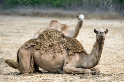 arabian camel in Israels desert