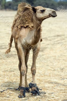 arabian camel in Israels desert