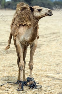 arabian camel in Israels desert arabian camel in Israels desert