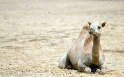 wild camel in Israels desert