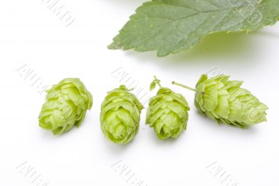 hop fruit