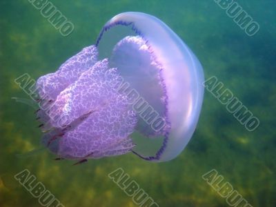 Jellyfish and small fishes