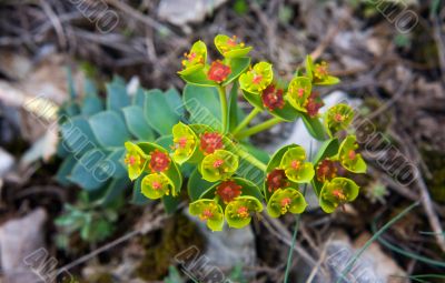 spurge