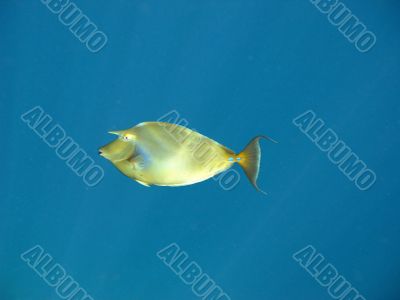 Tropical coral fish