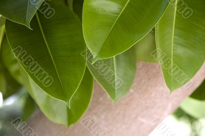 Green leaves and trunk of ficus elastica robusta