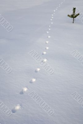 traces in the snow