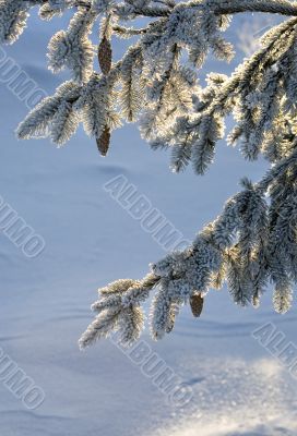 pine tree branches