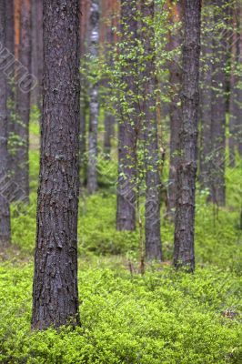 Spring pine forest