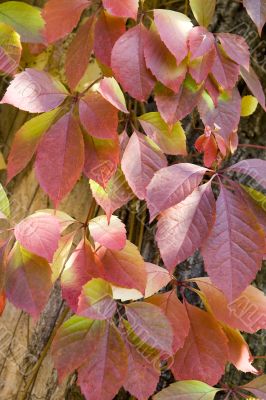 red leaves