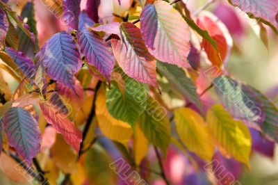 multicolored autumn leaves