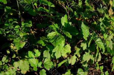 Green leaves Green leaves