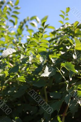 Green leaves