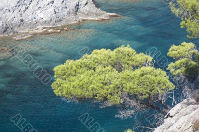 tree on the coast