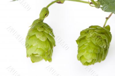 green hop fruit