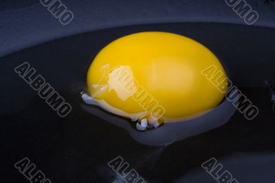 egg yolk