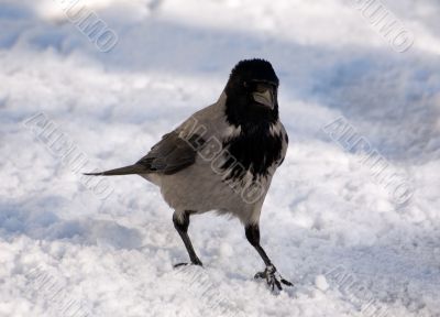 Walking crow