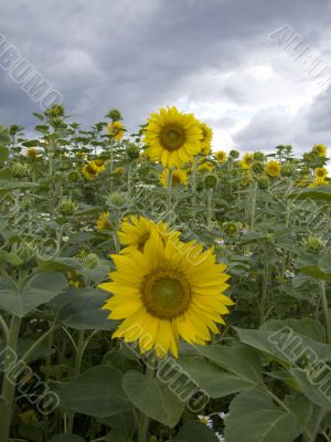 Sunflower