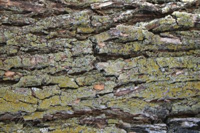 Photoshop Textures