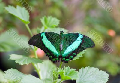 green tropical butterfly