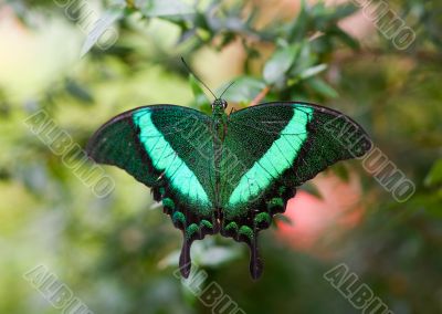 green butterfly