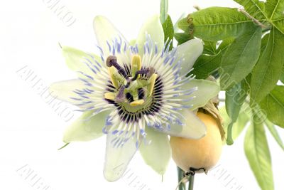 Close up of passiflora