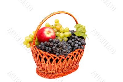 Bunches of grapes and apples in basket.