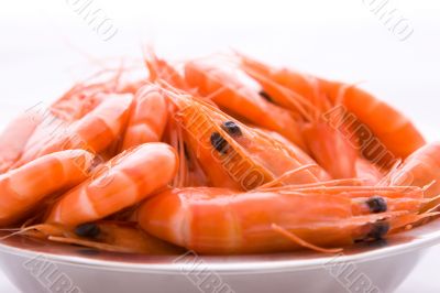 Prawns