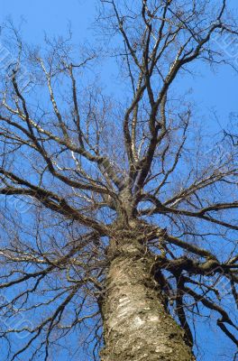 the tree the tree