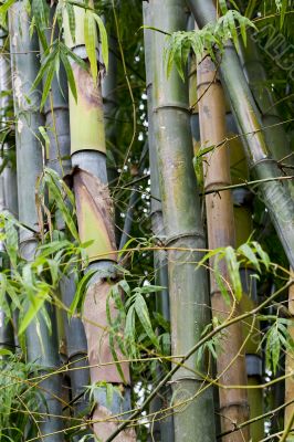 Bamboo woods, Thailand