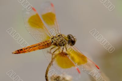 Dragon-fly