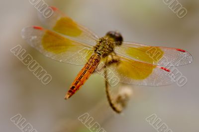 Dragon-fly