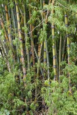 Bamboo woods, Thailand