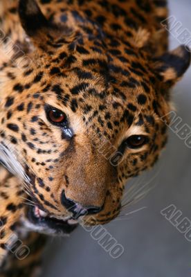 Leopard