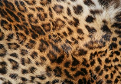 Skin of the leopard