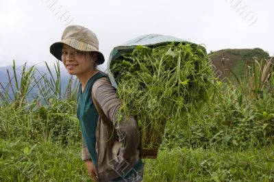 Hmong transports vegetables to the valley, Laos