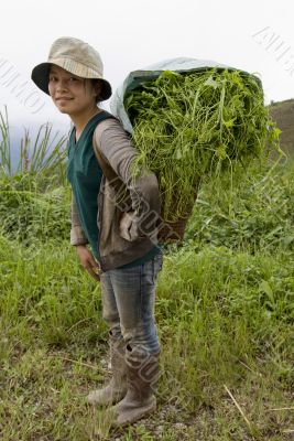 Hmong transports vegetables to the valley, Laos