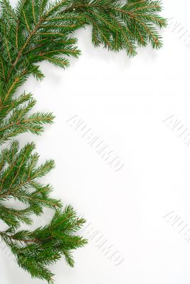 fir-tree twig, fir-tree twig,