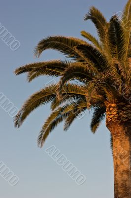 Palm on blue sky