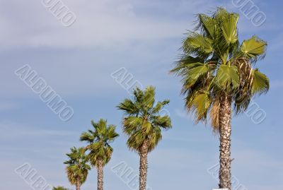 Line of palms on blue sky
