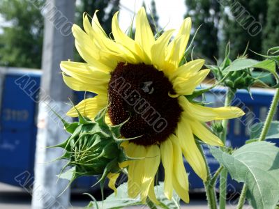 Bumblebee on the sunflower Bumblebee on the sunflower