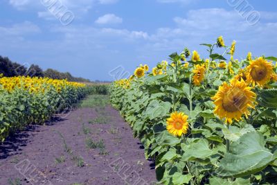 amazing sunflower and blue sky background
