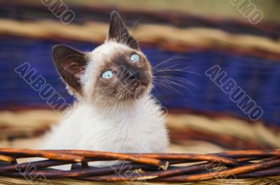 Precious little cat in a basket