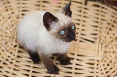 Precious little cat in a basket