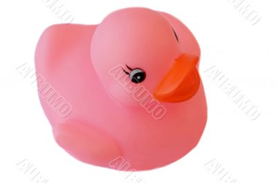 Pink plastic duck