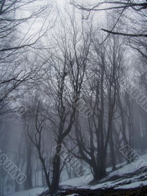 Trees in the fog