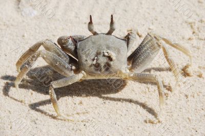 Crab A